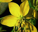 Detailansicht einer Goldregenblüte